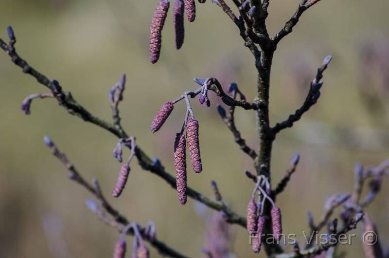 Langs de Tjonger 17-3-2016-02.jpg